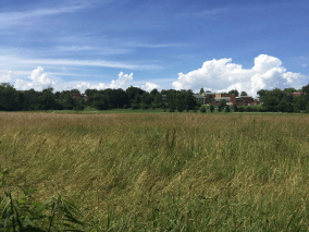 una hermosa pradera con una casa al fondo